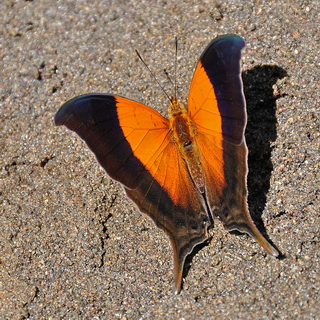 Jungle - Butterfly
